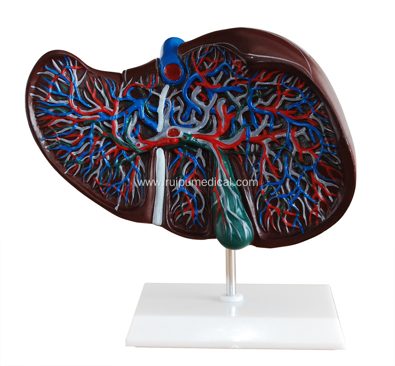 Human Liver Structure Model