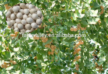 High Germination Ginkgo Seed Tree Seeds For Planting