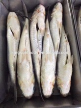 Frozen Grey Mullet Fish