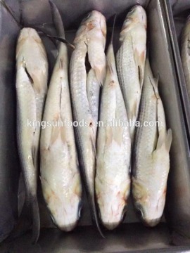 Frozen Grey Mullet Fish