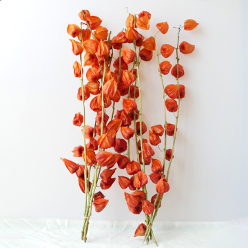 Wholesale Burnt Orange Physalis Peruviana Dry Flowers for Fall Autumn Wedding Decorations