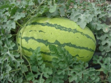 Hybrid watermelon seeds for planting
