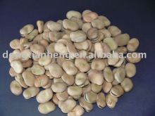 Dry Broad bean