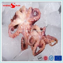 frozen baby otopus IQF Gutted