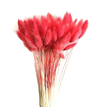Natural Dried Flowers: Rabbit Tail Grass for Valentine's Day Decoration