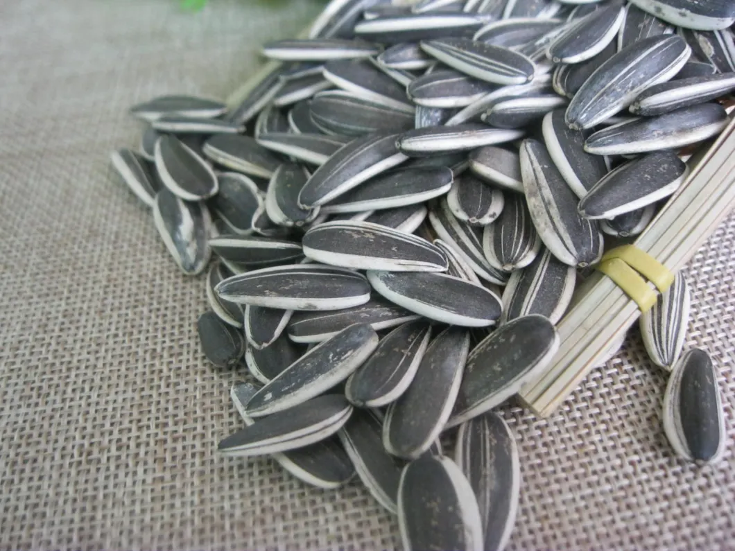 Perfect Quality Sunflower Seeds From Shandong Guanghua Inner Mengulia