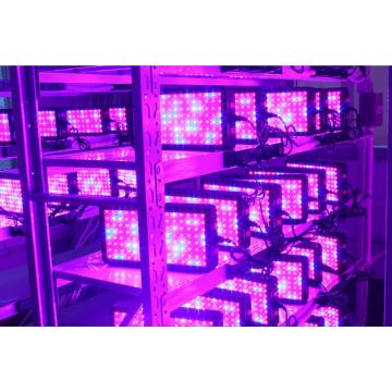 Luces de cultivo de plantas LED para iluminación de hortalizas