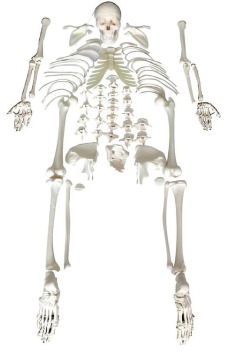 Unassembled whole body skeletal models