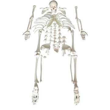 Modèles squelettiques du corps entier non assemblé