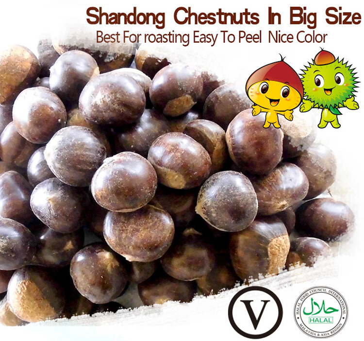 chestnut for sale in china shandong