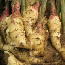 Jining greenfarm fresh ginger