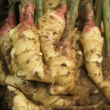 Jining greenfarm fresh ginger