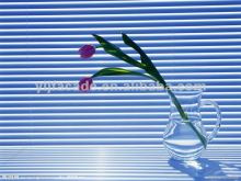 Aluminium Window Shutter