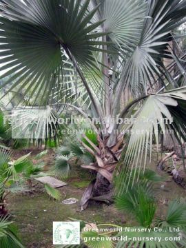 bismarckia nobilis farm trees