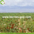 Factory Wholesale A Grade Fruit Wolfberry