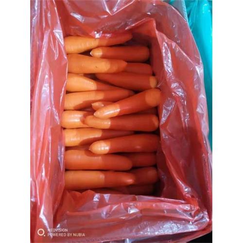 2020 New Crop Fresh Carrot Niedriger Preis