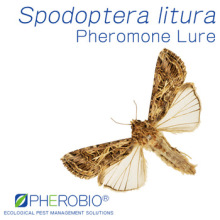 Pheromone Lure for Spodoptera litura (Oriental Leafworm Moth), Pheromone Attractant