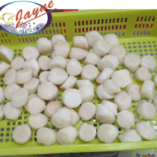 China Best Selling New Catch Boiled Frozen Bay Scallop And Scallop Meat