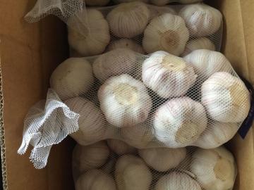 White Super New Garlic