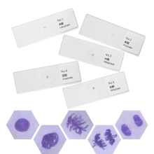 Onion Root Tip Mitosis Cell Stages Plant Genetics Biology Microscope Slides