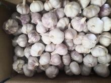 Cold Storing Garlic Pure and Normal White