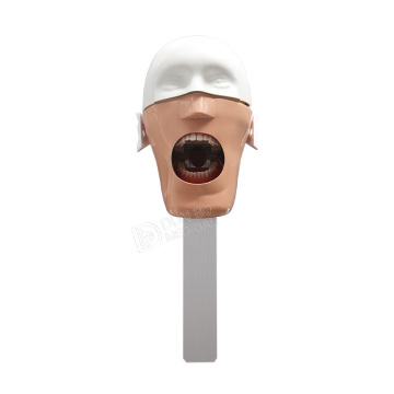 Student Practice Model Dental Simulator Manikin Phantom Head