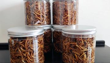 Yellow mealworms for birds