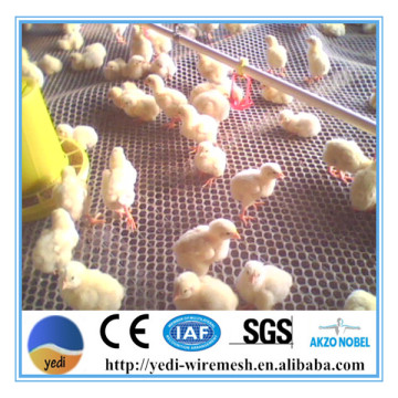 chicken oysters hdpe mesh