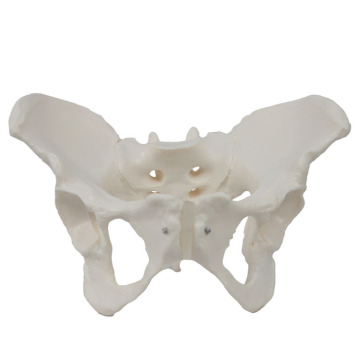 2024 New KRC Medical Science Life-Size Female Pelvis Model