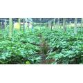 ISO factory 10%Notoginseng Extract