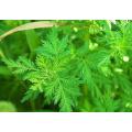 Natural wormwood extract 98% artemisinin Wormwood powder