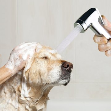 Hundedusche Sprayer Handbrause