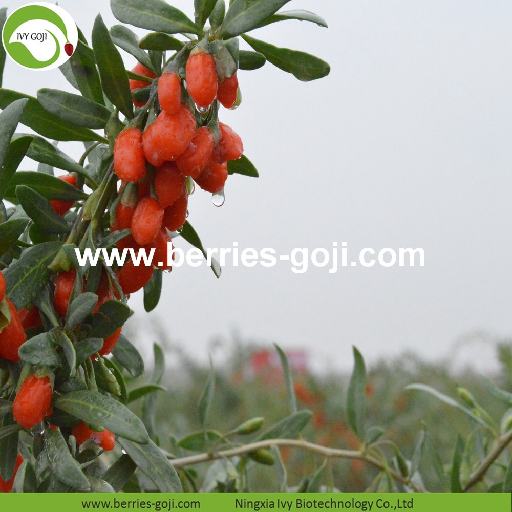 goji berry