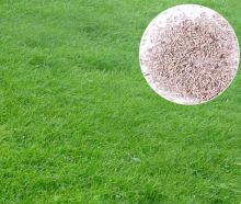 Animal food Forage grass seed Perennial ryegrass