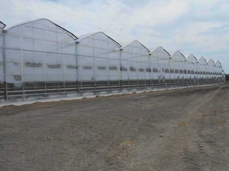 Natural Ventilation Single Span Greenhouse