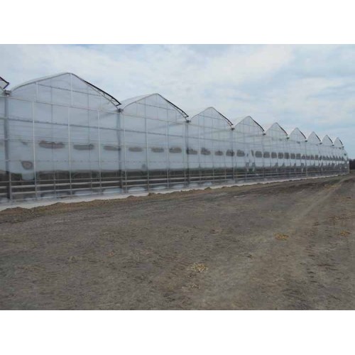 Multi-span cheap agricultural film Tunnel Plastic greenhouse