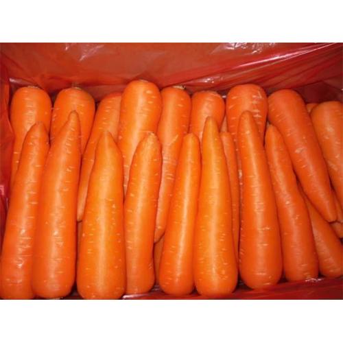 Low Price Fresh 2020 Carrot