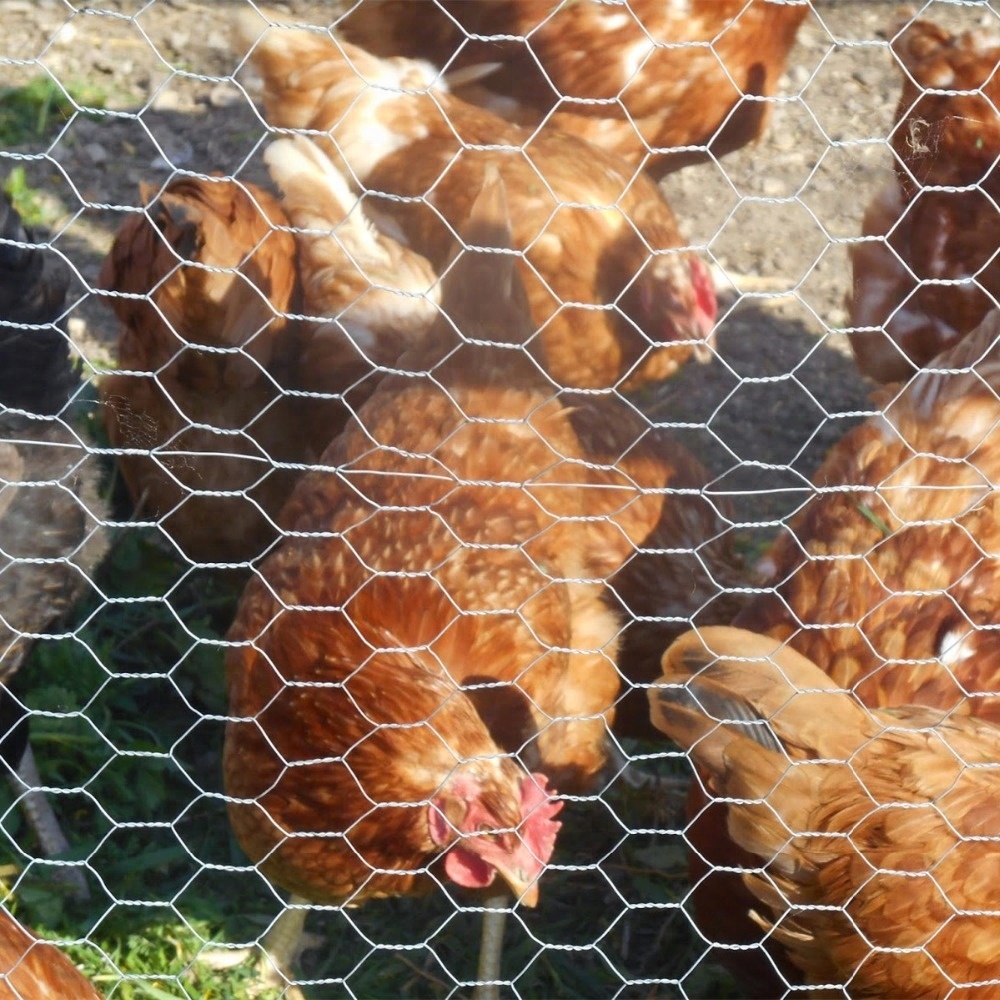 Cerca de malha de arame de galinha hexagonal de fábrica