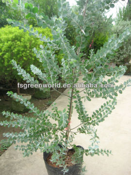 acacia podalyriifolia shrubs tree