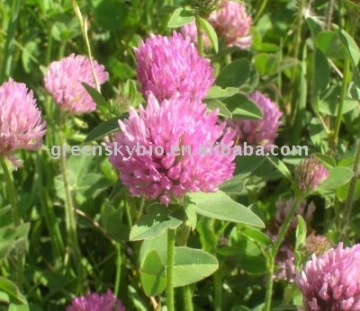 red clover extract