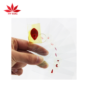 Medical Parasitological Parasites Microscopic Slides for Research