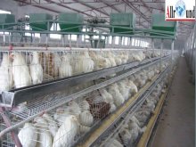 Chicken cage with auto water system