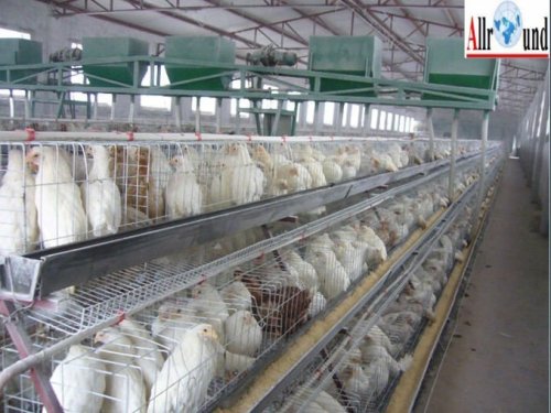 120 oiseaux batterie couche cage de poulet