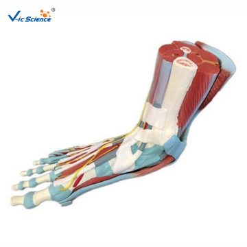 Life Size Human Muscle Foot Model