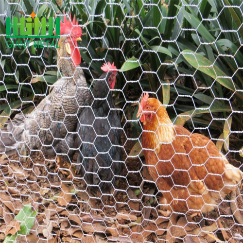 Galvanized chicken wire mesh fence