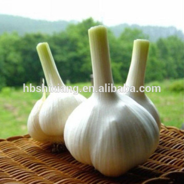 garlic powder allicin for animal feed additive