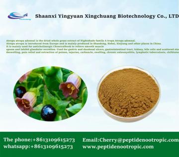 Supply Atropa Belladonna Extract Hyoscyamine 1% Powder