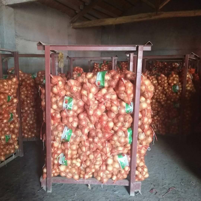 China yellow onion 50-70 mm hot sale, quality fresh red onion export