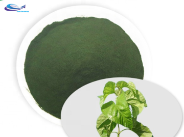 Plant Extract Pure Chlorophyll Powder