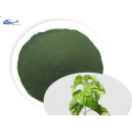 Extrait de plante poudre de chlorophylle pure